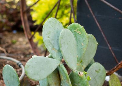 Drought tolerant landscape design by Ground Effects