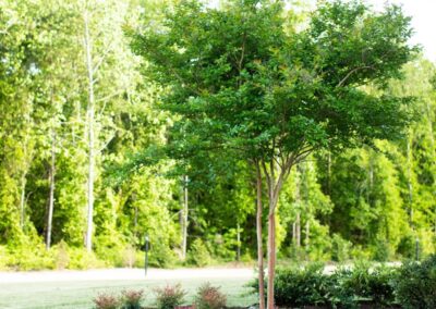Landscaping near me