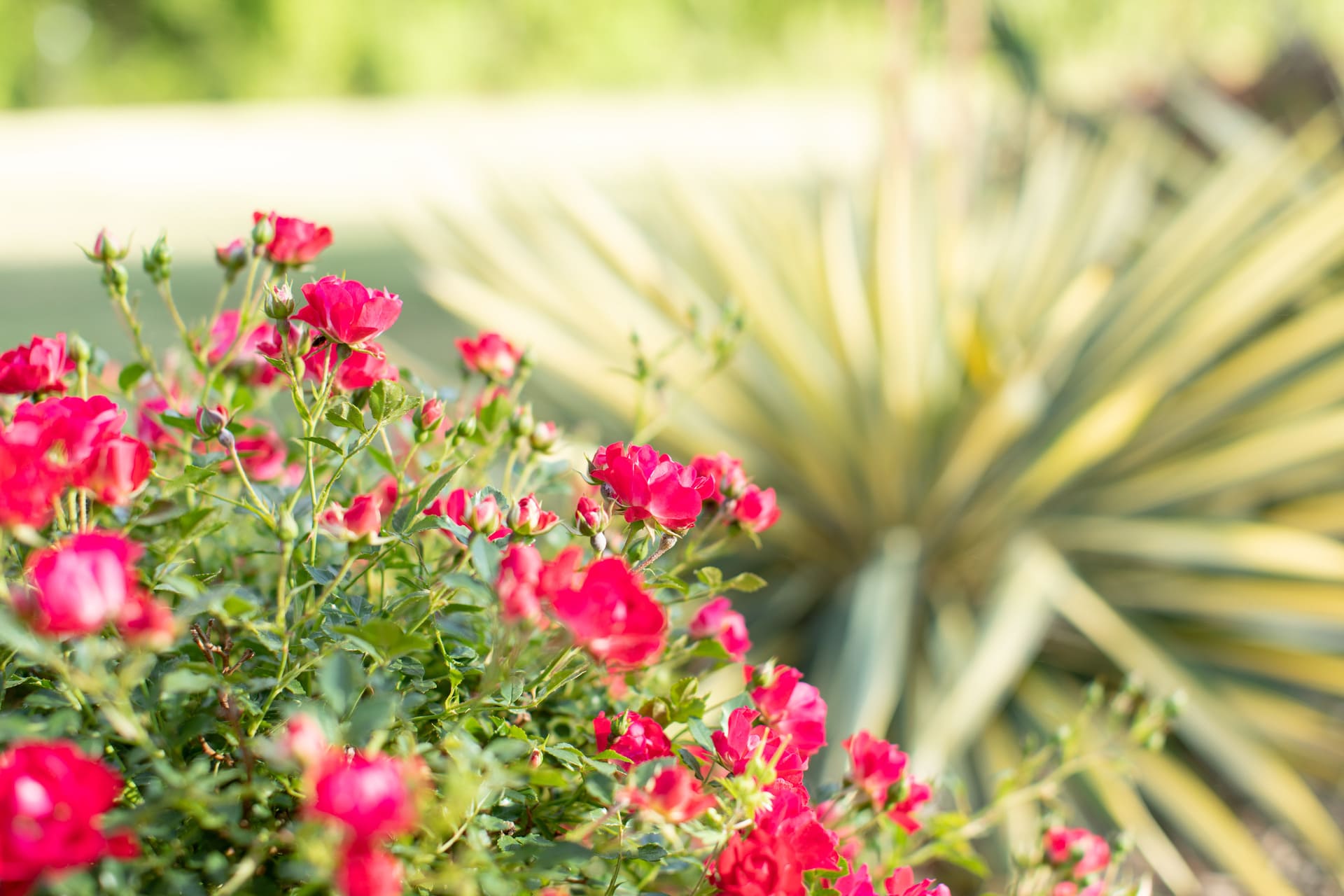 Professional landscaping by GFX in Upstate SC Professional landscaping by GFX in Upstate SC